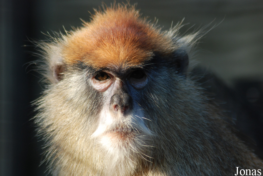 Erythrocebus patas
