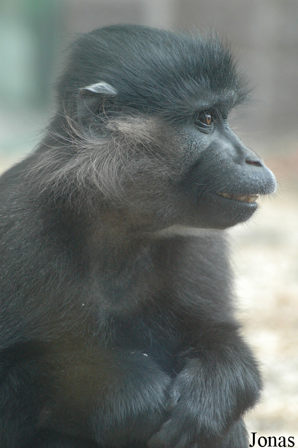 Lophocebus aterrimus