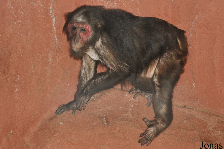 Macaca arctoides