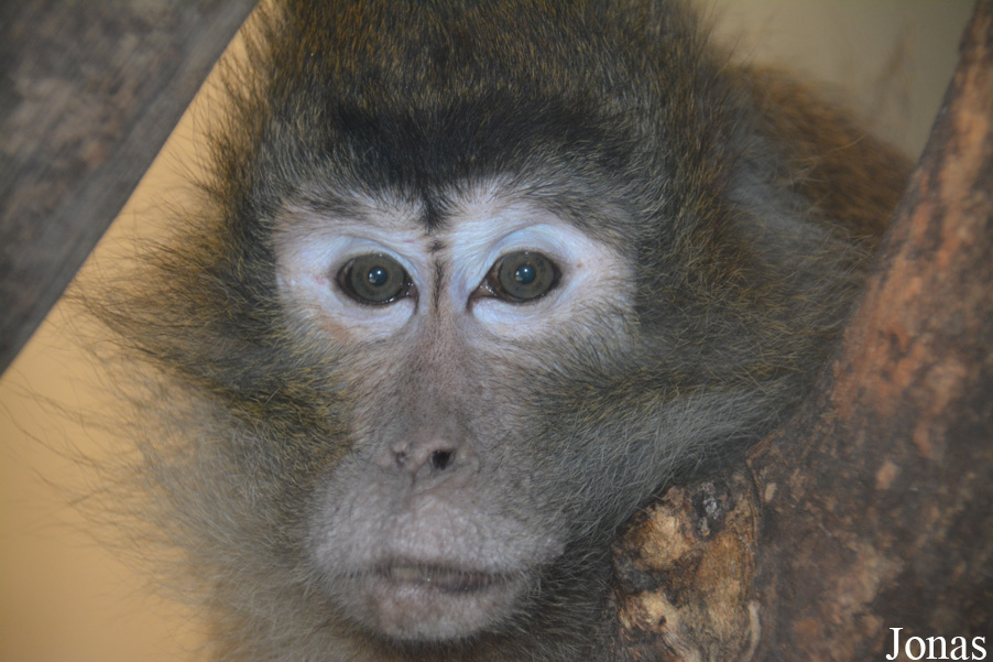 Macaca fascicularis