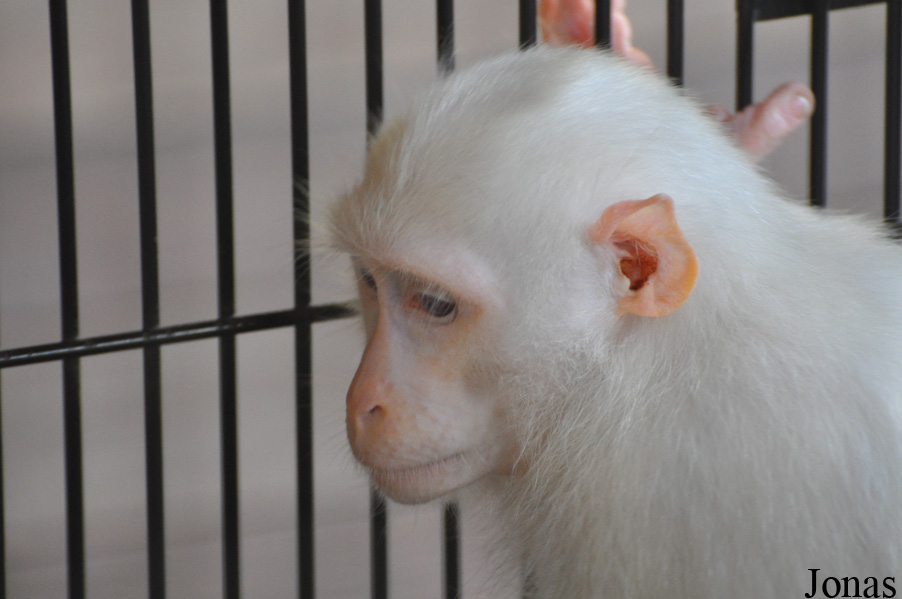 Macaca fascicularis