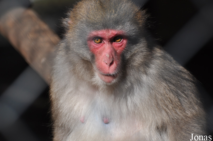 Macaca fuscata
