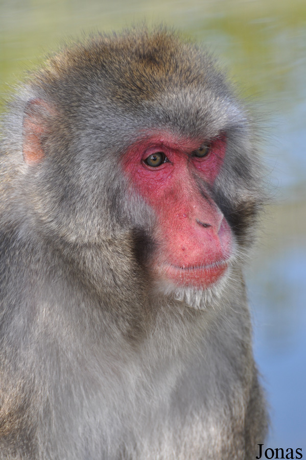 Macaca fuscata