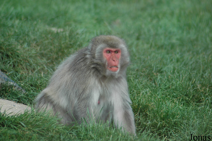 Macaca fuscata