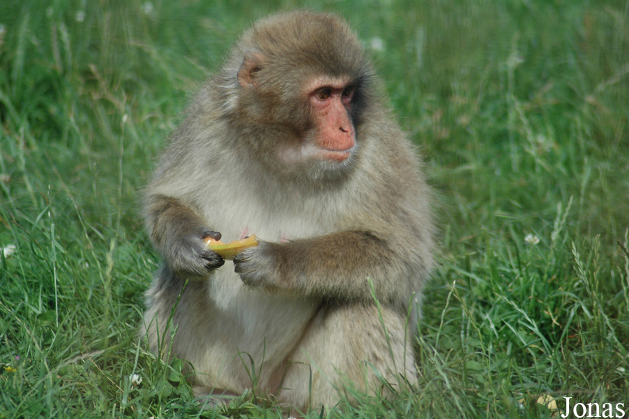 Macaca fuscata