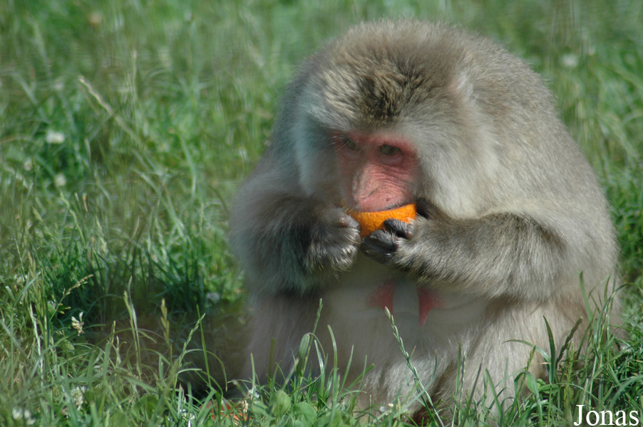 Macaca fuscata