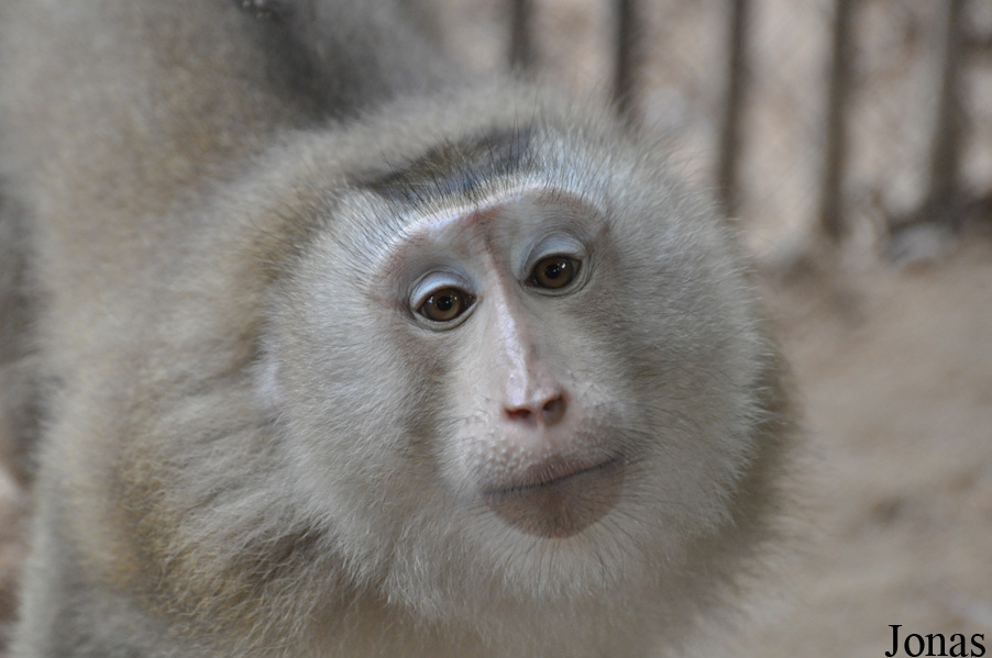 Macaca leonina
