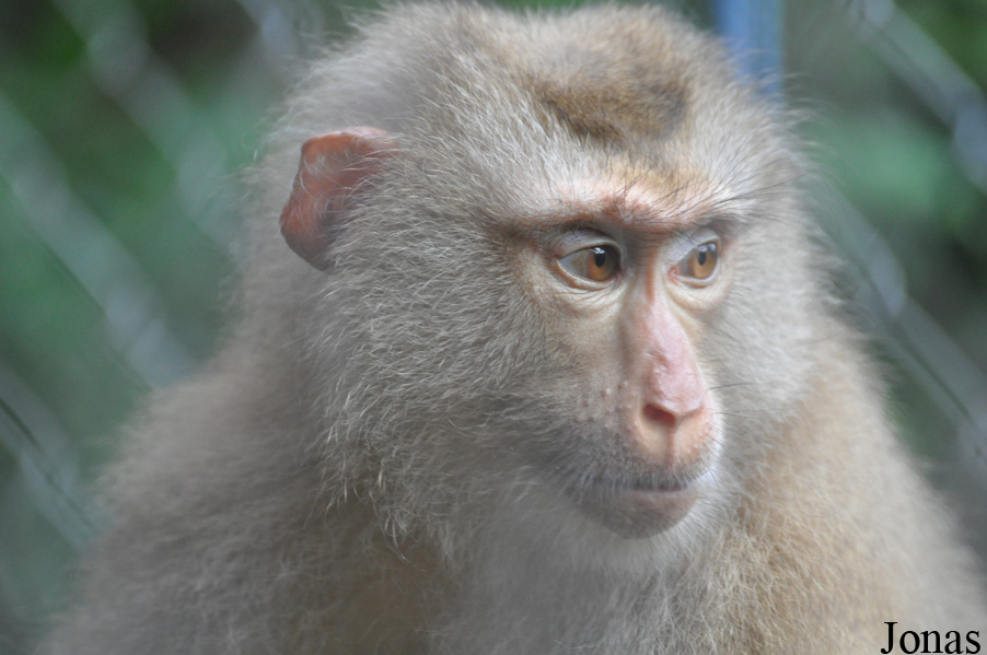 Macaca leonina