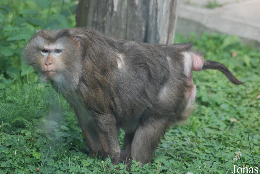 Macaca leonina