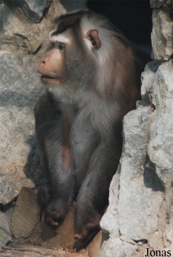Macaca leonina