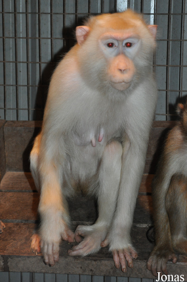Macaca nemestrina