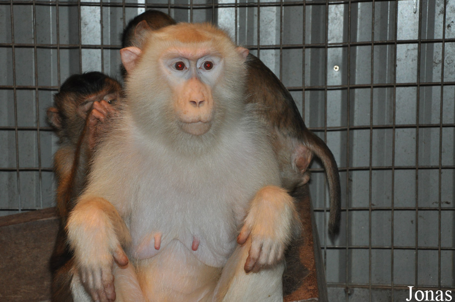 Macaca nemestrina