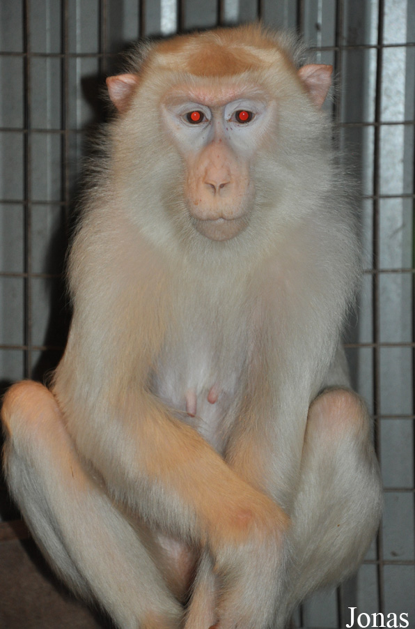 Macaca nemestrina