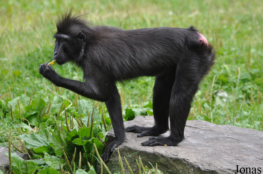 Macaca nigra