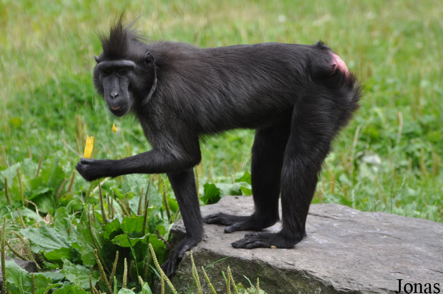 Macaca nigra