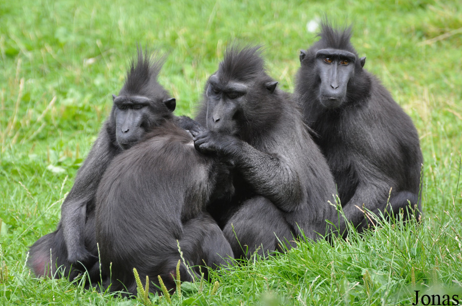 Macaca nigra