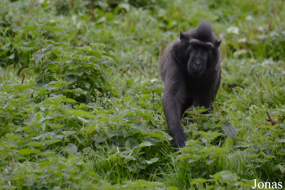 Macaca nigra