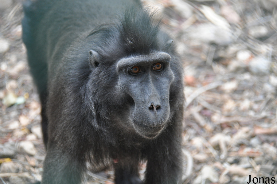 Macaca nigra