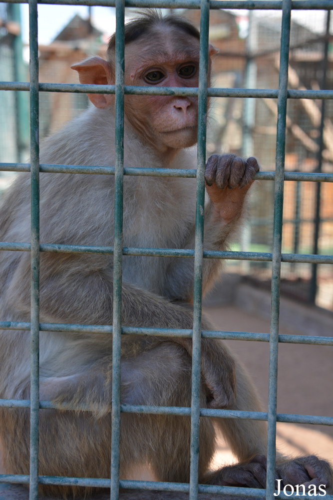 Macaca radiata