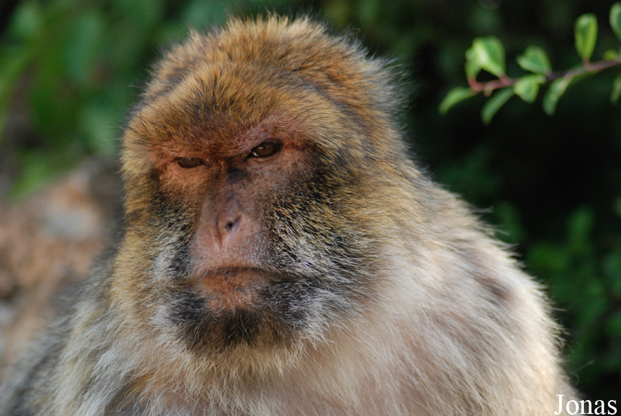 Macaca sylvanus