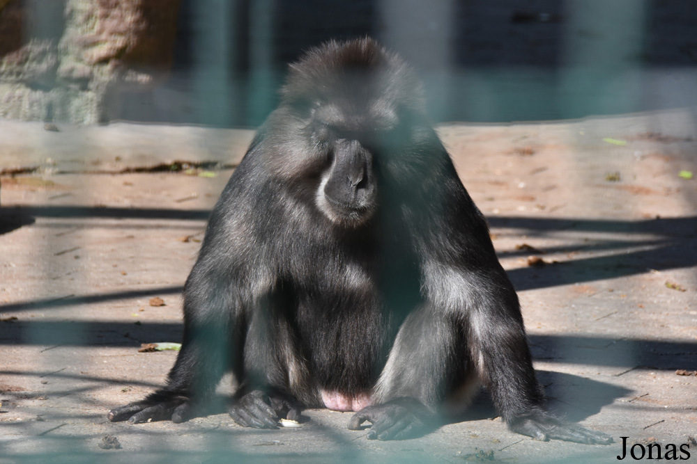 Macaca tonkeana