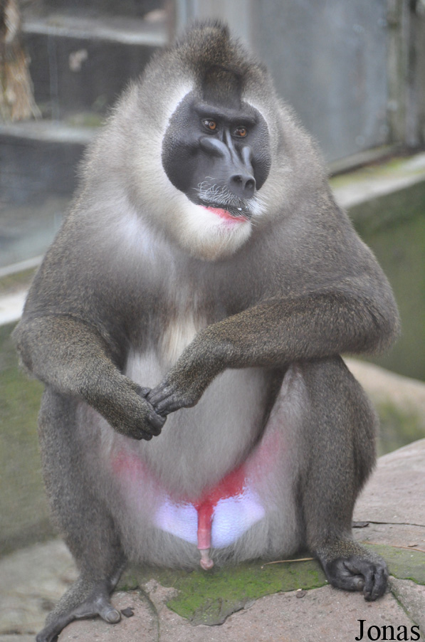 Mandrillus leucophaeus