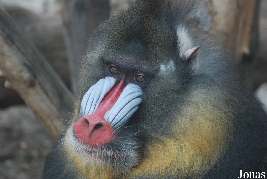 Mandrillus sphinx