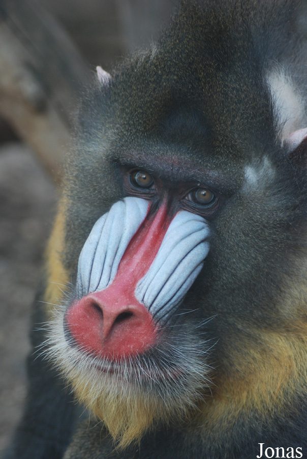 Mandrillus sphinx