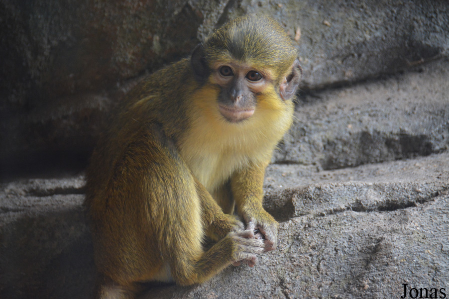 Miopithecus ogouensis