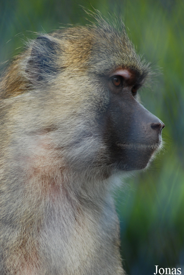 Papio cynocephalus