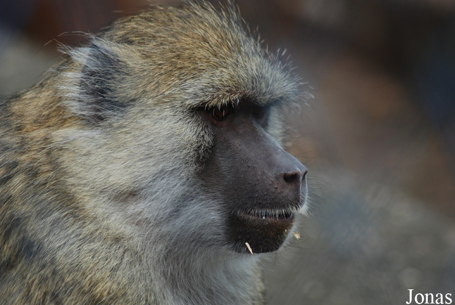 Papio cynocephalus