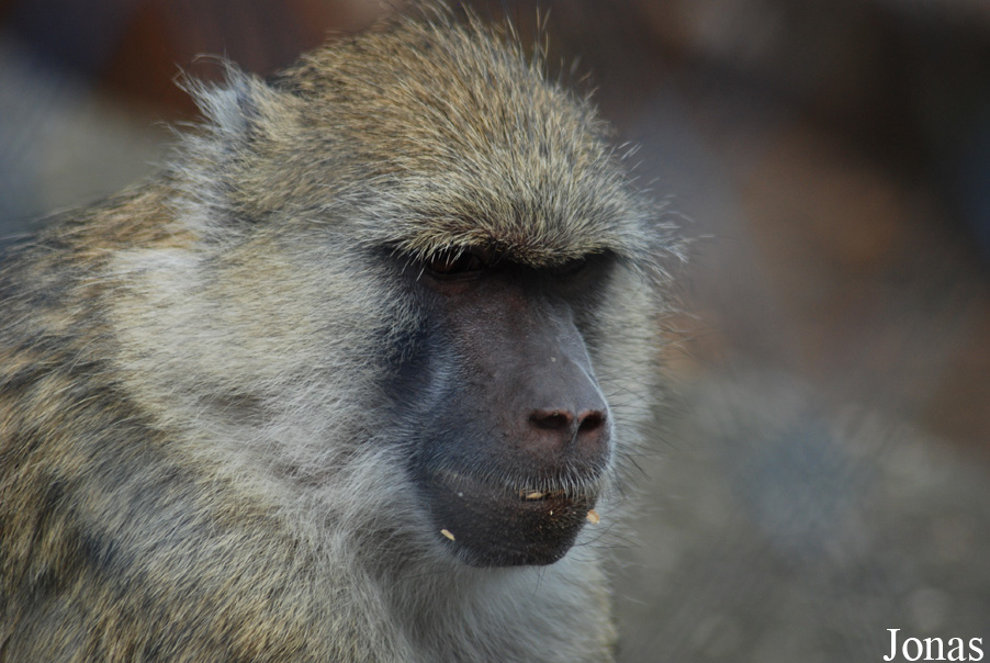 Papio cynocephalus