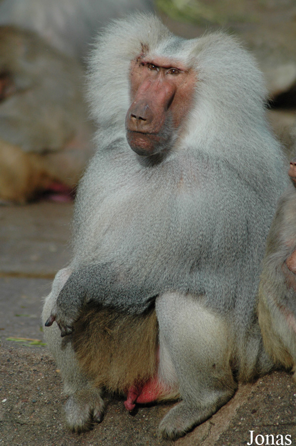 Papio hamadryas