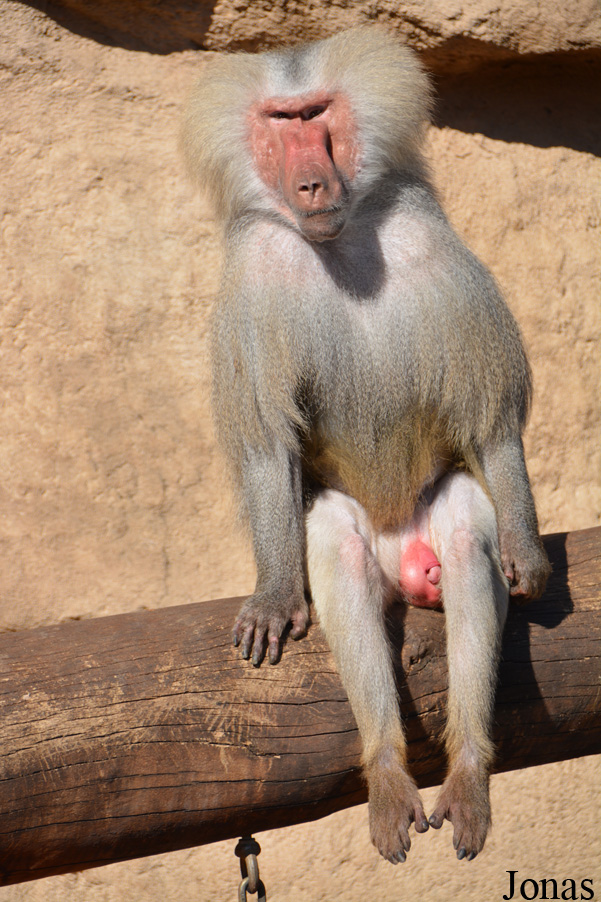 Papio hamadryas