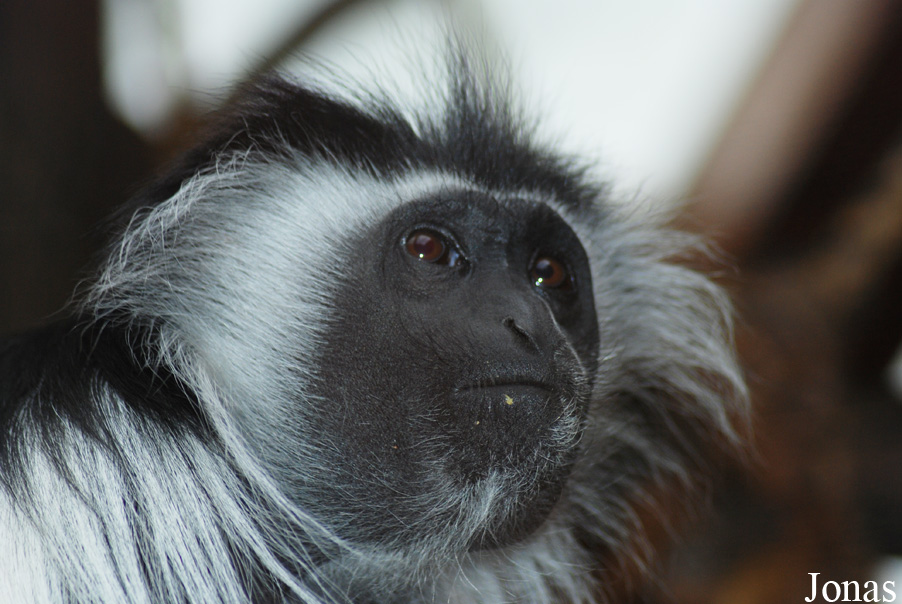 Colobus angolensis palliatus