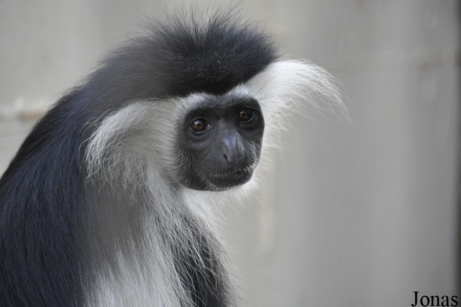 Colobus angolensis palliatus