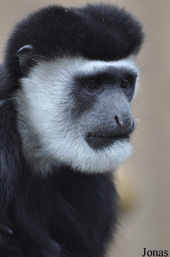 Colobus guereza caudatus