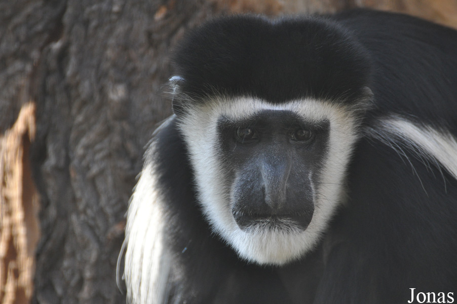 Colobus guereza caudatus