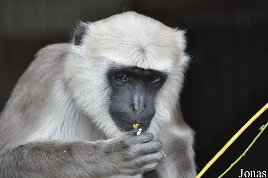 Semnopithecus entellus