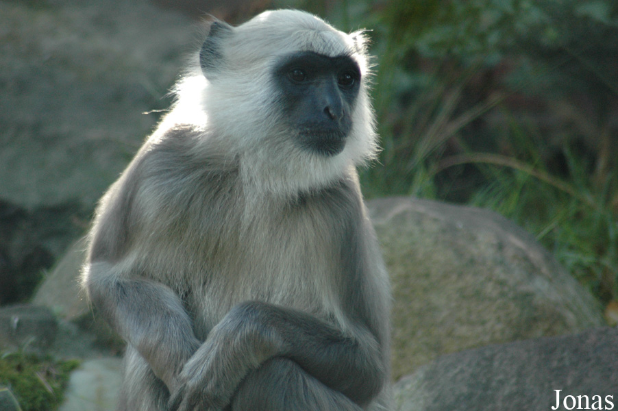 Semnopithecus entellus