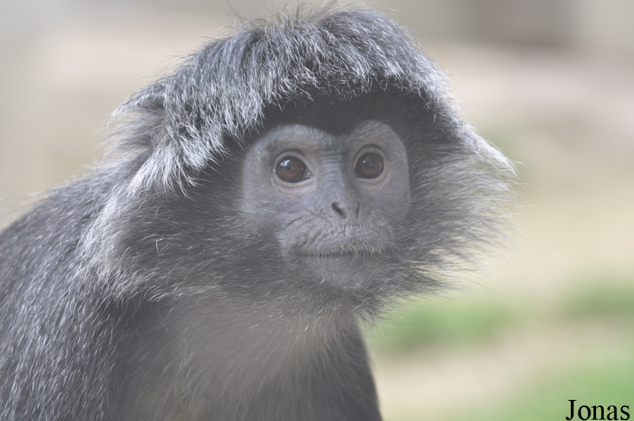 Trachypithecus auratus