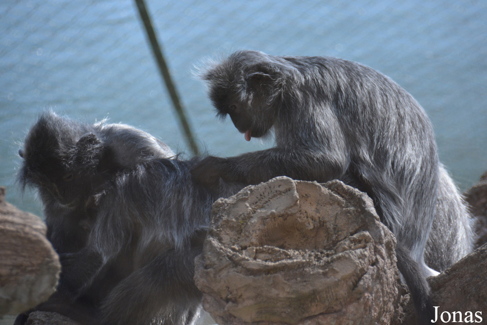 Trachypithecus cristatus