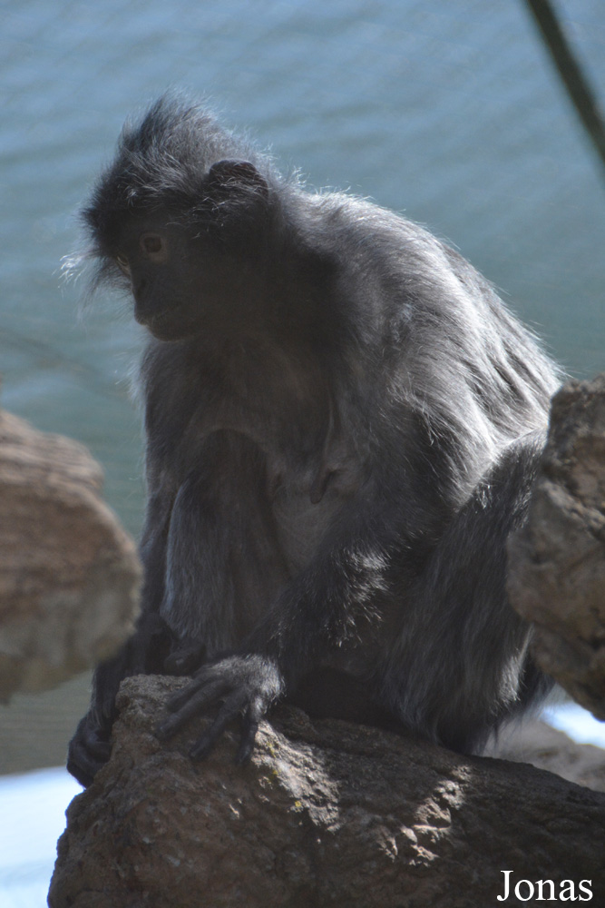 Trachypithecus cristatus