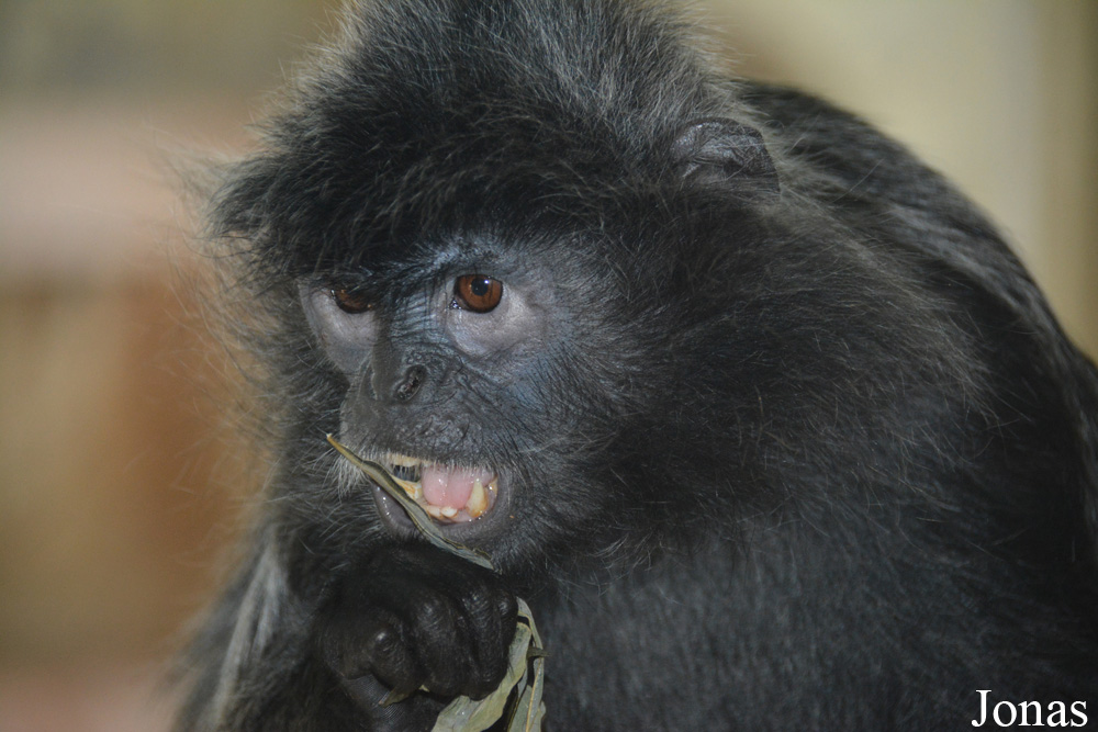 Trachypithecus cristatus