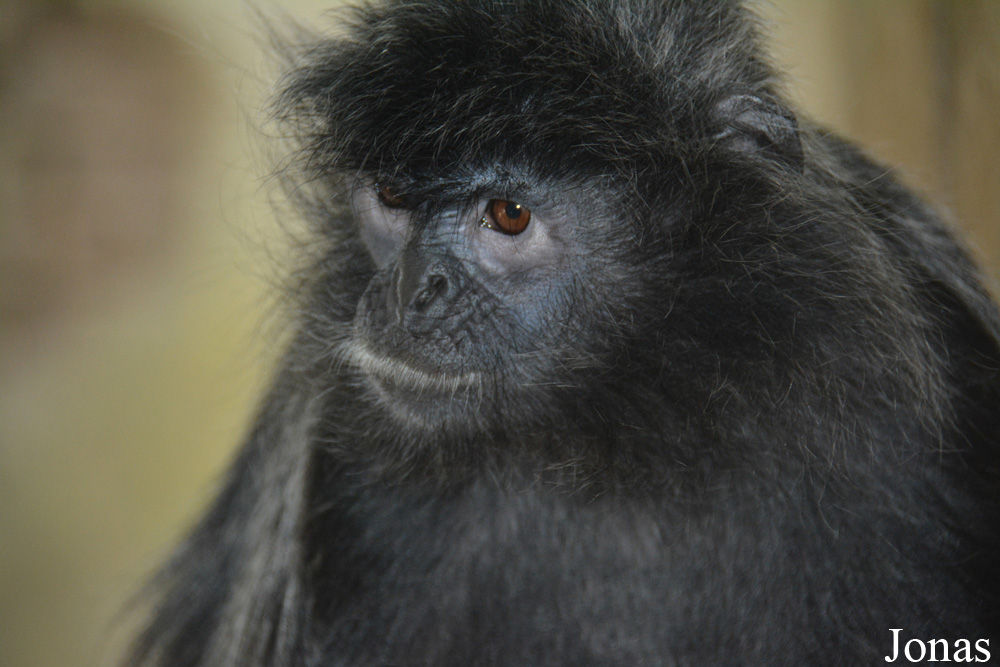 Trachypithecus cristatus