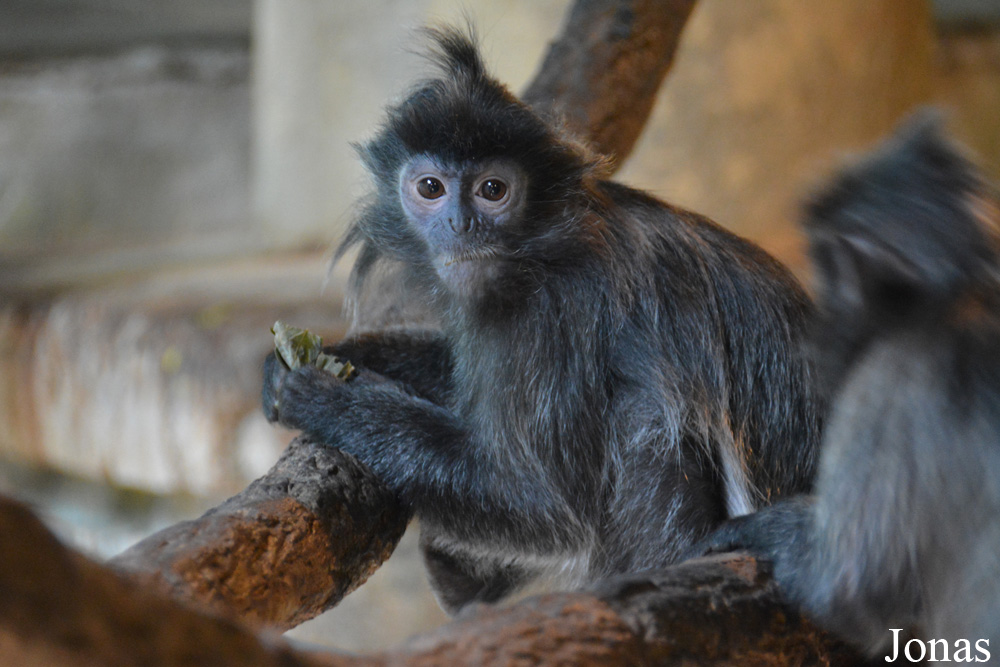Trachypithecus cristatus