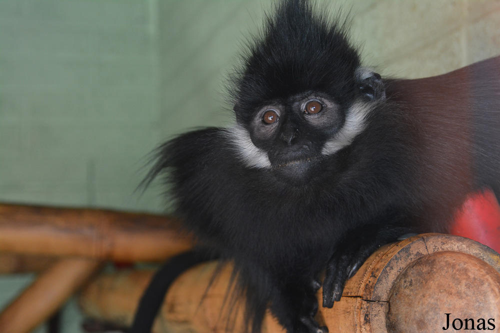 Trachypithecus francoisi