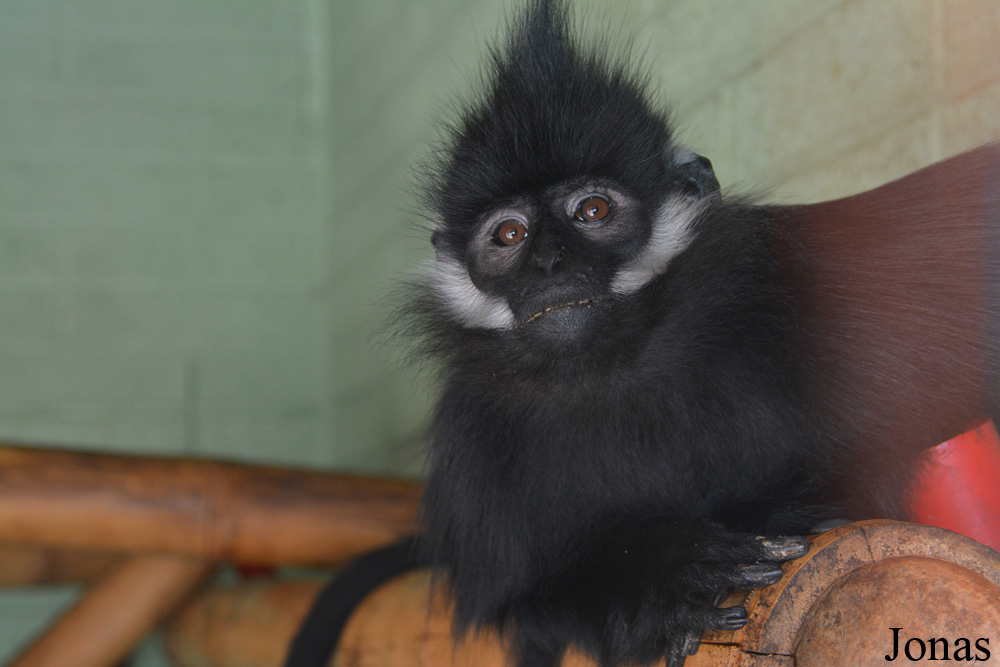 Trachypithecus francoisi