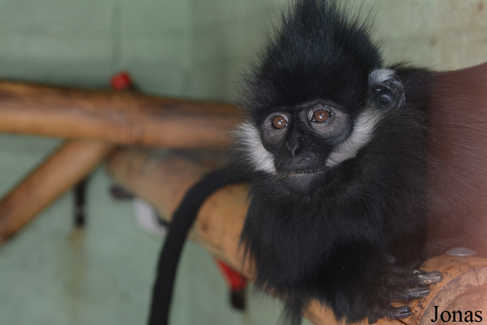Trachypithecus francoisi