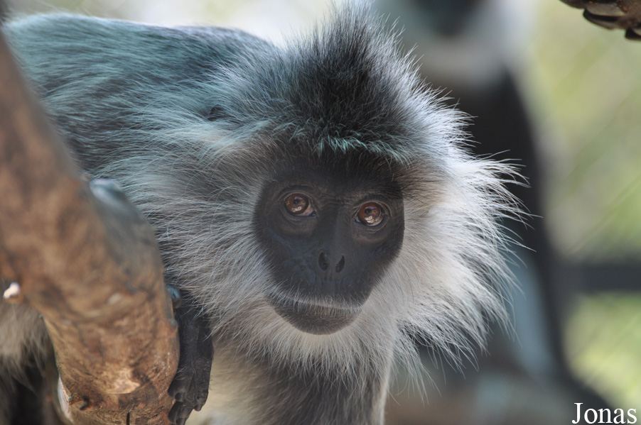 Trachypithecus germaini